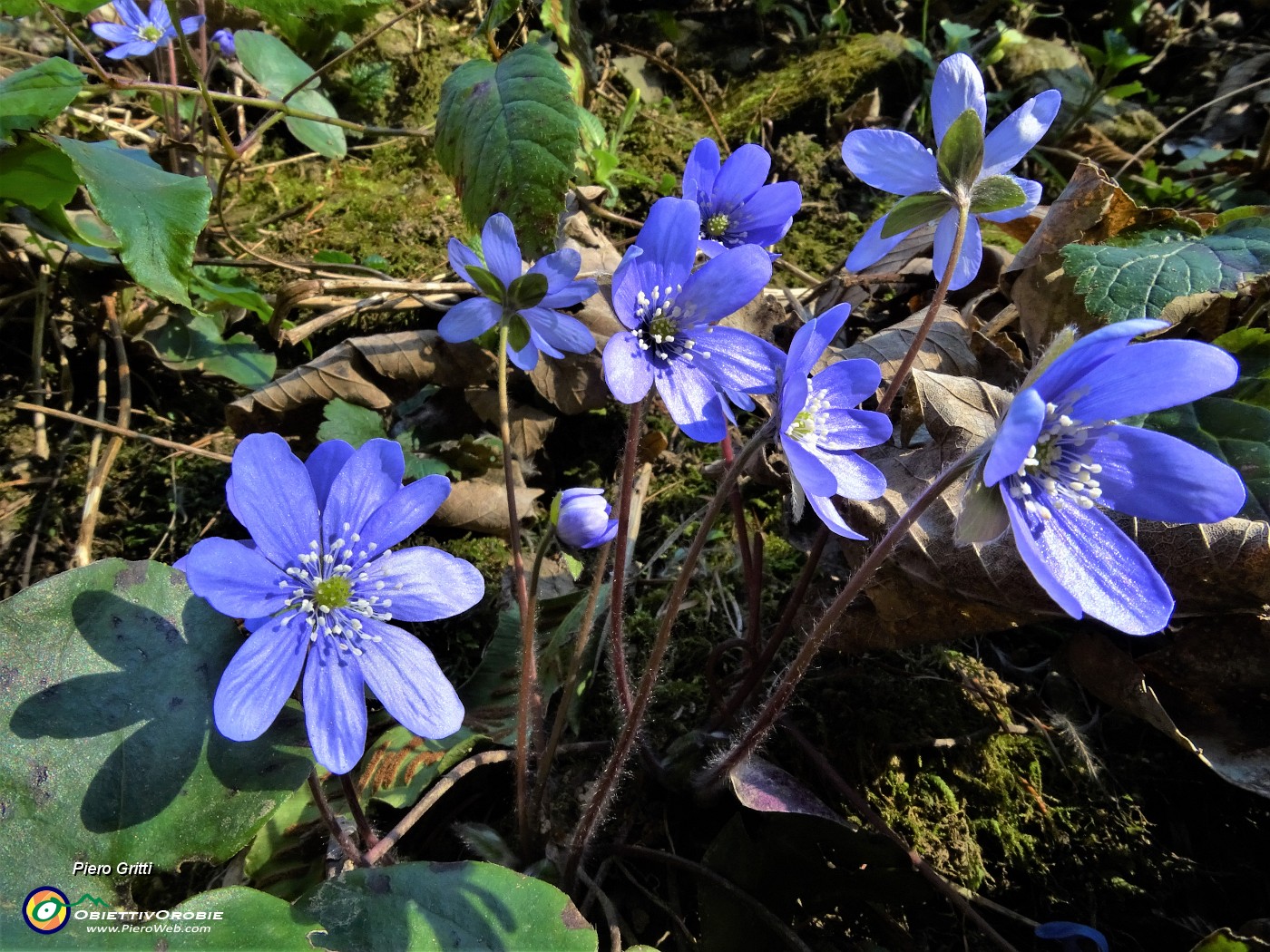 18 Hepatica nobilis.JPG